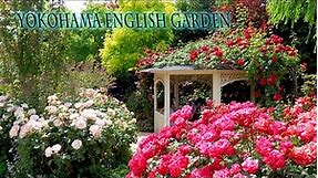 Yokohama English Garden 2021 Spring. 禅ローズ #4K #横浜イングリッシュガーデン #Rose