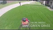 Lawn Update after using MSMA and other products