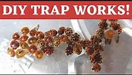 DIY simple potent trap for invasive Asian Lady Bugs, Stink Bugs and Fleas!