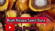 Kelapa Sawit Jenis Dura #kelapasawit #palmoil #dura