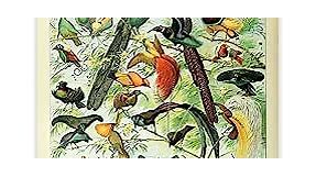 Vintage Wall Art - Vintage Bird Prints Birds Breeds Species Identification Bird Poster Retro Canvas Wall Art for Home, Office, Dorm & Bedroom Decor Unframed 12x16in/30x40cm