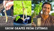 Easiest Way to Grow Grape Vines from Cuttings