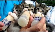 Baby Kittens drink milk from bottles