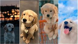 New and Latest Dog Wallpapers pics of 2022-dog pics