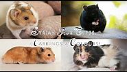 Syrian Hamster Fur Types, Markings & Colours!