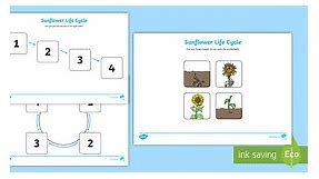 Sunflower Life Cycle Worksheets