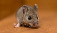 Rat Poop vs Mouse Poop: What’s the Difference?