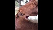 Dehorning Cow