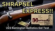 PREDATOR SLAYERS?! 223 Remington Hornady Varmint Express VMAX 55gr Ballistics Gel Ammo Test