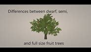 Difference between Dwarf, Semi Dwarf, and Full size fruit trees to grow succesfully