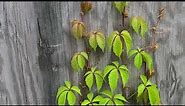 Virginia Creeper Parthenocissus quinquefolia