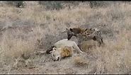 Hyena eating a male lion