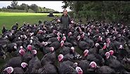 Turkeys Have A Wicked Sense of Humour