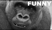 Funny Harambe the Gorilla Video