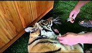 How to pull a tigers tooth !