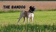 THE BANDOG aka North American Mastiff