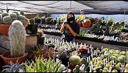 Rare Succulents & Cacti | Plant Shop Tour 2021