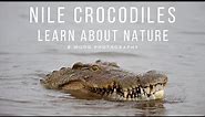 Nile Crocodiles | Learn about Nature 🐊