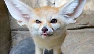 Fennec Fox 🦊 The Smallest Fox In The World! #fennecfox #fennecfoxlove #fennecfoxes #fennecfoxcrew #fennecfoxesofinstagram #fennecfoxlove #foxes #foxesofinstagram #foxesofig #cuteanimal | 1 Minute Animals