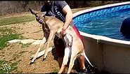 Man Pulls Deer Out Of His Pool And Wraps Him Up In A Towel