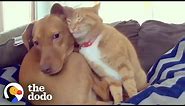 Hidden Camera Catches Cat Comforting Anxious Dog While Family's Away | The Dodo Odd Couples