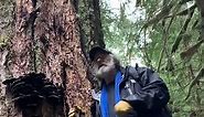 Paul Stamets finds Dyer’s Polypore