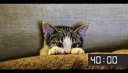 40 Minute Screensaver With Cute Cats | Cat Meow Alarm Sound