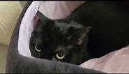 Black Cat Eyes