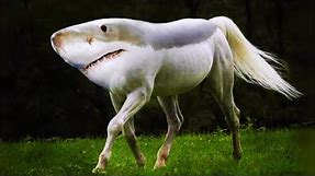 Shark Horse