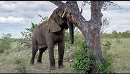 Elephant Marula Feast: How African Elephants Master the Art