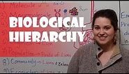 Biological Hierarchy