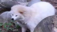 Rare all-white tanuki(Raccoon Dog)