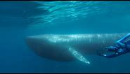 GoPro: The Search for the Blue Whale - A Prelude to 'Racing Extinction'