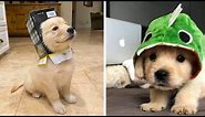Funny and Cute golden retriever Puppies Compilation #2- Cutest Golden Puppy 2020