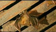 Male Common Fruit Bat pleasuring himself