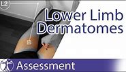 Dermatomes Lower Limb | Peripheral Neurological Examination