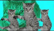 Best Kittycat Song [OFFICIAL] feat. GRUMPY CAT