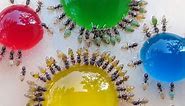 COLORED ANTS