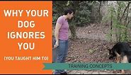 Why Your Dog Ignores You (You Taught Him To)
