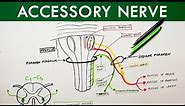 Accessory nerve | Cranial Nerve XI | Anatomy Tutorial
