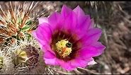 A Living Desert: Sonoran Desert Cacti in Bloom