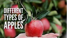 Types of Apples: 25 Different Apples You Should Know