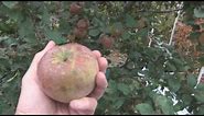 Red Fuji Apple Harvest time