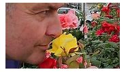 Ruže su kraljice svake bašte 🌹👸 koje svojom lepotom, raskošnim bojama i čarobnim mirisima, vekovima oduševljavaju ljude širom sveta.. . #ruze #ruza #roses #cvet #cvece #biljka #miris #cvecarstvo #rosegarden #rosegardens #instareels #reelsideas #instaplants🍃 #flowerstagram #gardenlife | Dejan Dragićević Prva Bašta Srbije