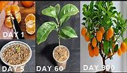 How to grow orange tree from seed | Easy way to grow orange trees