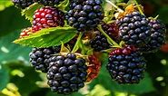 Fast growing prolific Triple Crown Blackberries teeming with flavorful berries