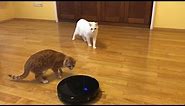 Two cats and one common enemy (Robot Vacuum pushes cat under couch)