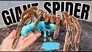 Tarantula Feeding Frenzy: Goliath Bird-Eaters vs Giant Blue Hornworms!