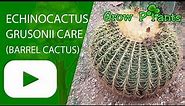 Echinocactus grusonii care (Barrel cactus)