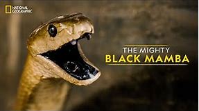 The Mighty Black Mamba | Legends of Venom | हिन्दी | National Geographic